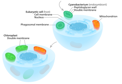 Primary endosymbiosis A eukaryote with mitochondria engulfed a cyanobacterium in an event of serial primary endosymbiosis, creating a lineage of cells with both organelles.[17]