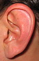 oreja