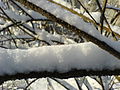 früsche Schnee uf eme dünne Zwiig