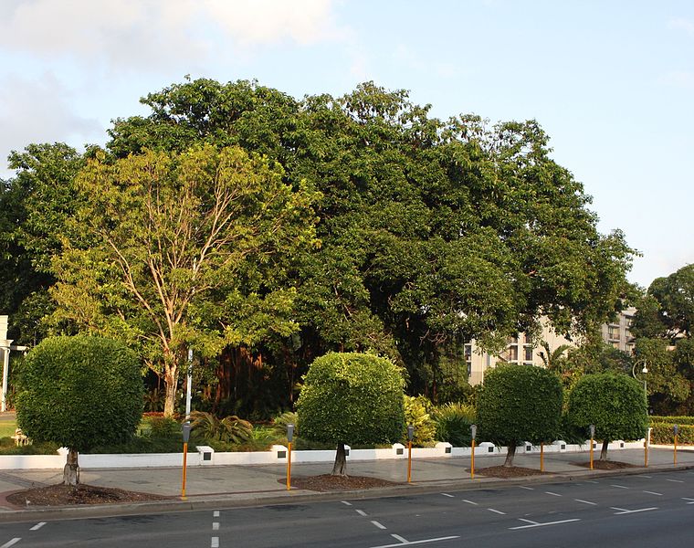 File:Fruit Bats in Trees - Cairns - Flickr - brewbooks.jpg