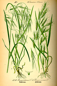 Illustration Bromus tectorum0.jpg