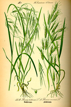 Description de l'image illustration Bromus tectorum0.jpg.