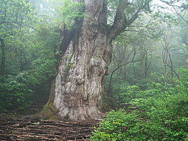 縄文杉