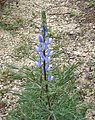 Lupinus angustifolius.