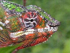 Caméléon panthère