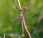 Orthetrum cancellatum – Weibchen