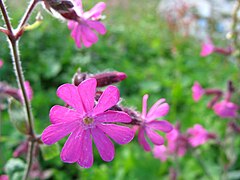 5717 - Schynige Platte - Flowers.JPG