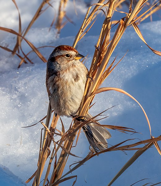 File:American tree sparrow in CP (41285) (cropped).jpg