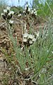 Antennaria stenophylla