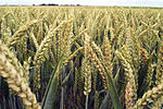 Blé tendre (Triticum aestivum, épis).