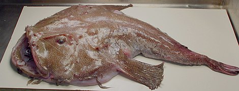 Lophius gastrophysus