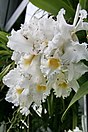 Cattleya Pernel George Barnett 'Yankee Clipper'