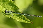 Coenagrion puella – Weibchen