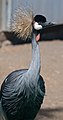 Crowned crane