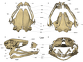 Cráneo del anfibio Siamophryne troglodytes. Angspl= angulosplenial (fusión del hueso angular con el hueso esplenial)