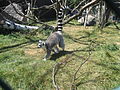 Lemur catta