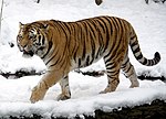 Thumbnail for Siberian tiger