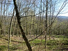 Colline boisée en hiver, vue plongeante vers la plaine.