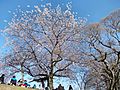 Fukuoka Castle