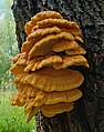 22. Sárga gévagomba (Laetiporus sulphureus) Brühlben (Baden-Württemberg, Németország) (javítás)/(csere)