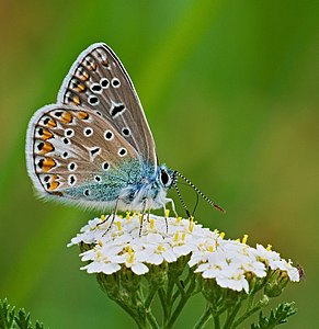 2017.08.25.-02-Mannheim Vogelstang--Hauhechel-Blaeuling-Maennchen