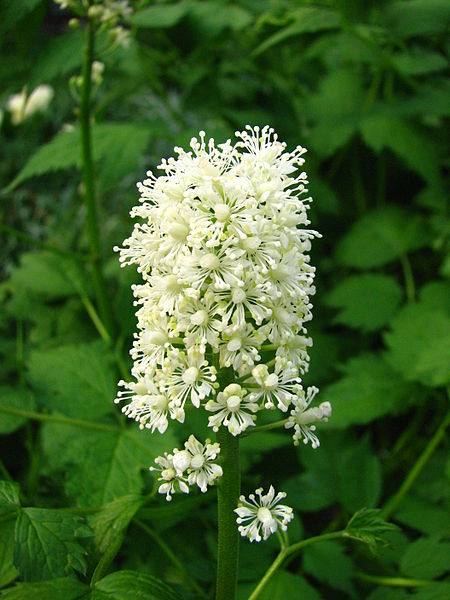 File:Actaea spicata 01.JPG