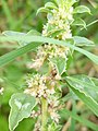 Amaranthus polygonoides