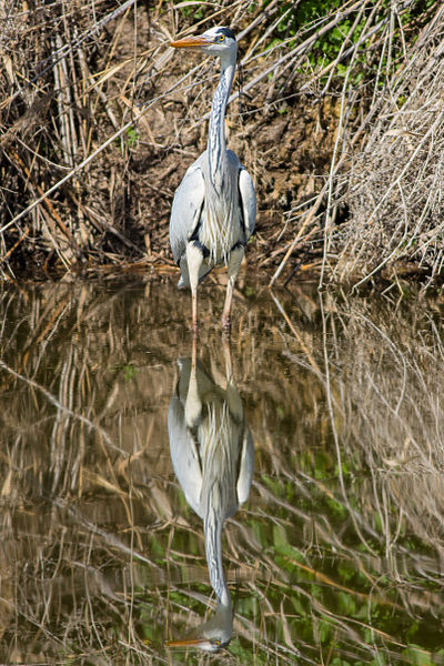 File:Ardea cinerea, Israel.jpg