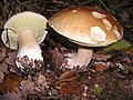 cappello, gambo e tubuli (Boletus edulis)