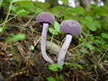 Laccaria-amethystina