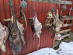 Lophius piscatorius harvest in Norway.jpg