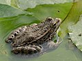 Image 11 Marsh frog Photo: Marie-Lan Nguyen The marsh frog (Pelophylax ridibundus) is a species of true frog and the largest frog native to Europe; females of this sexually dimorphic species may be up to 17 centimetres (6.7 in) long. The marsh frog feeds mainly on insects, but it also eats smaller amphibians, fish, and rodents. More selected pictures