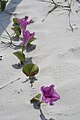 Beach morning glory, Big Talbot Island