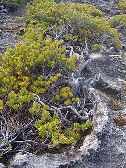 Suriana maritima