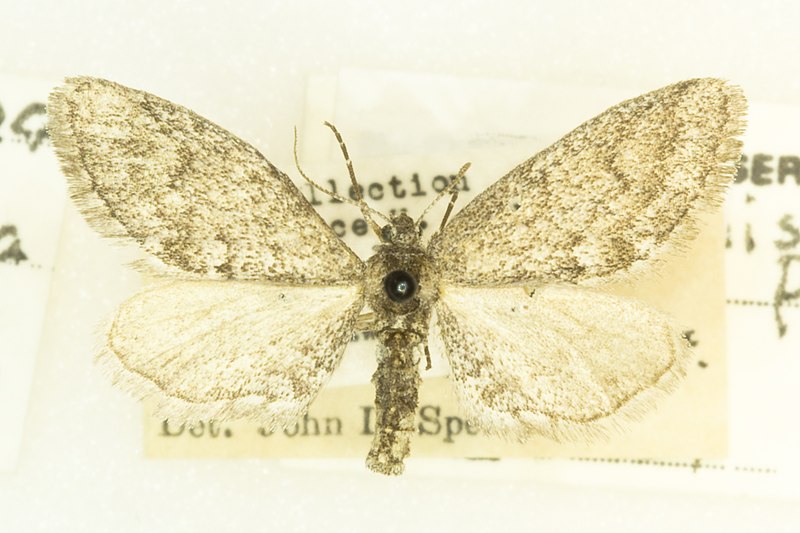 File:Synglochis perumbraria, -26138, Det. John L. Sperry, Mohawk, Arizona. 10 April 1947, John L. Sperry (49550657143).jpg