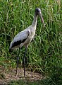 Wood stork