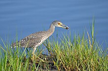 A gray and white bird holding a small crab in its beak among grasses and in front of an ocean.