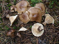 Ampulloclitocybe clavipes