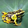 Mantella madagascariensis