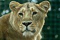 Asiatic lion