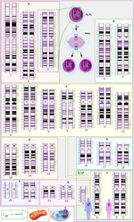 Miniatura Chromosomy homologiczne