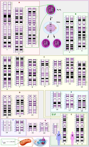 Human karyogram: .png file .svg file .pdf file