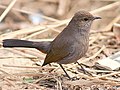 Female; Hodal, Faridabad, Haryana, India