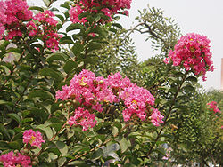 Kiinankutrio (Lagerstroemia indica)