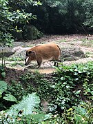 Red River Hog at Singapore Zoo.jpg