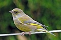 European greenfinch