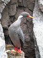 Corvo mariño de patas vermellas, Phalacrocorax gaimardi, da costa oeste de América do Sur.