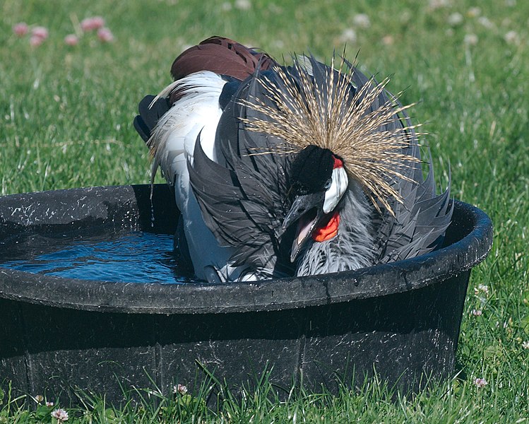 File:Crowned crane bathing at Cougar Mountain Zoological Park.jpg