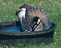 Crowned crane