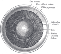 Interior of anterior chamber of eye.